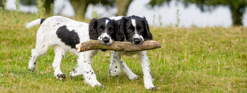 Two young spaniels carrying a large stick between them, in their mouths. Collaboration, Partnership, Mergers. 