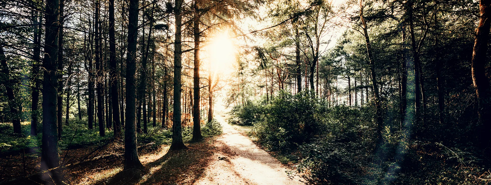 Emerging into the light – a hopeful photo of the sun peeking out between trees in a wood