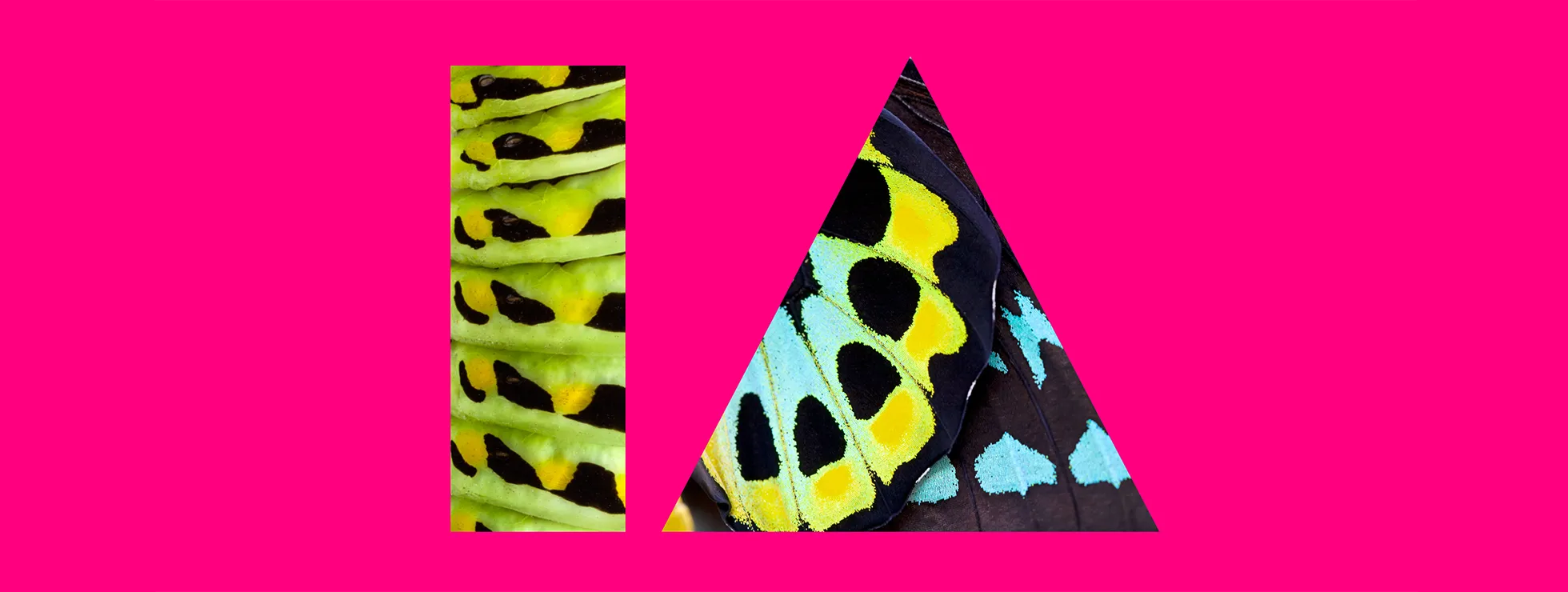 UCD Innovation Academy's logo used as a window, showing a vibrant caterpillar through the letter I (a tall thin rectangle) and its eventual butterfly form through the triangular letter A. Bright greens, blues and black on a bright pink background. Created by IE Brand for University College Dublin.
